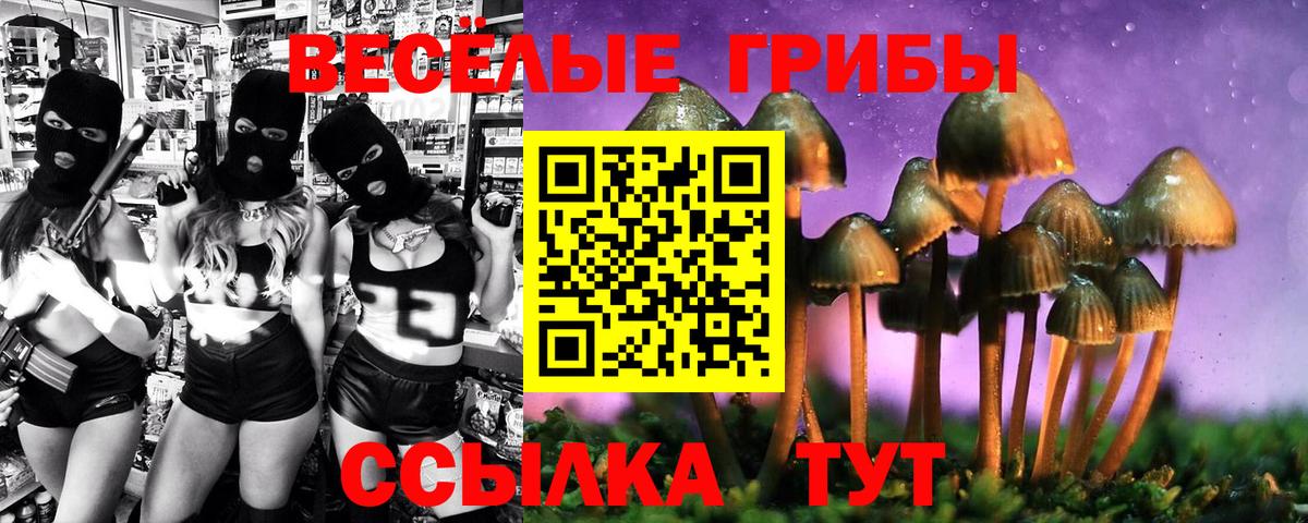 Псилоцибиновые грибы Psilocybe  Вход с VPN  Баксан 